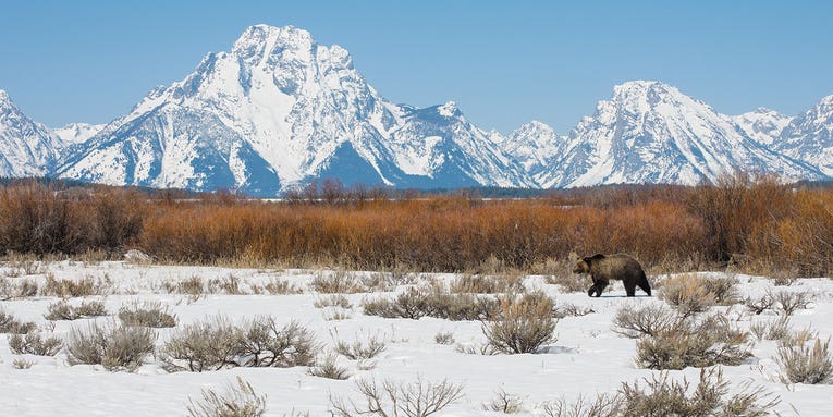 How to photograph grizzly bears without getting mauled How to photograph grizzly bears without getting mauled