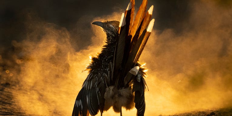 Check out these incredible images from the 2021 Audubon Photography Awards Check out these incredible images from the 2021 Audubon Photography Awards