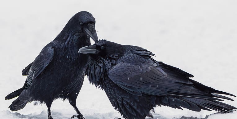The year’s best bird photography highlights the humor, beauty, and fragility of avian life