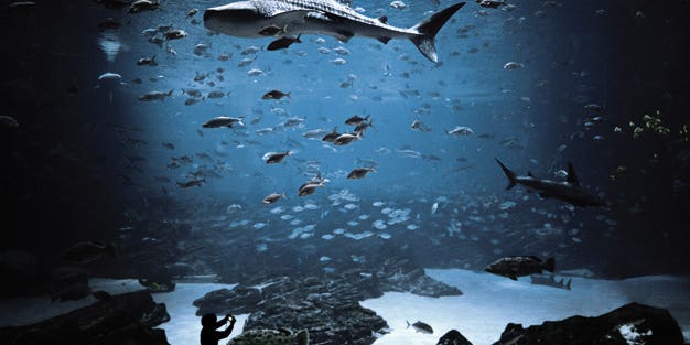 Tips for taking stunning aquarium pictures Tips for taking stunning aquarium pictures