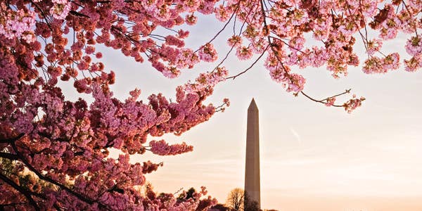 How To: Photograph Washington D.C.’s Infamous Cherry Blossoms How To: Photograph Washington D.C.’s Infamous Cherry Blossoms
