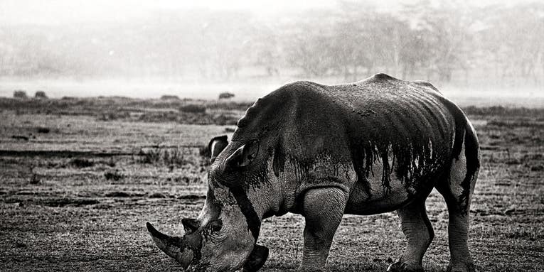 Tips From a Pro: B/W Wildlife Photography Tips From a Pro: B/W Wildlife Photography