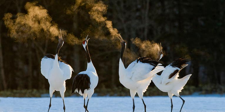 Tips From a Pro: David Tipling on Beginning Bird Photography Tips From a Pro: David Tipling on Beginning Bird Photography