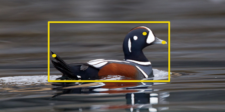 This Clever Software Can Automatically Identify The Birds In Your Photos This Clever Software Can Automatically Identify The Birds In Your Photos